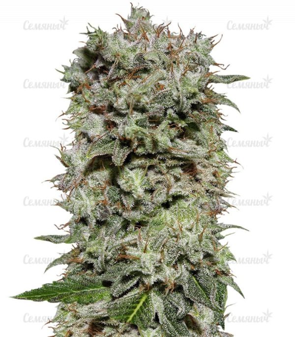 Семена сорта Moby Dick #2 (Dinafem Seeds)