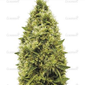 Семена сорта Blackberry auto (FastBuds)