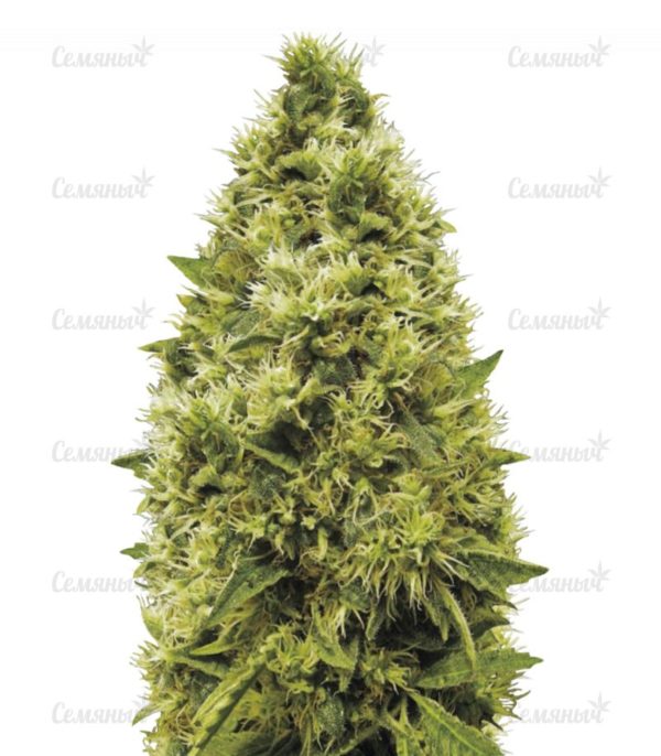 Семена сорта Blackberry auto (FastBuds)