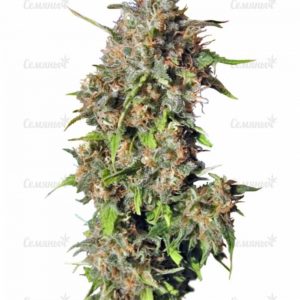 Семена сорта Anubis (Pyramid Seeds)