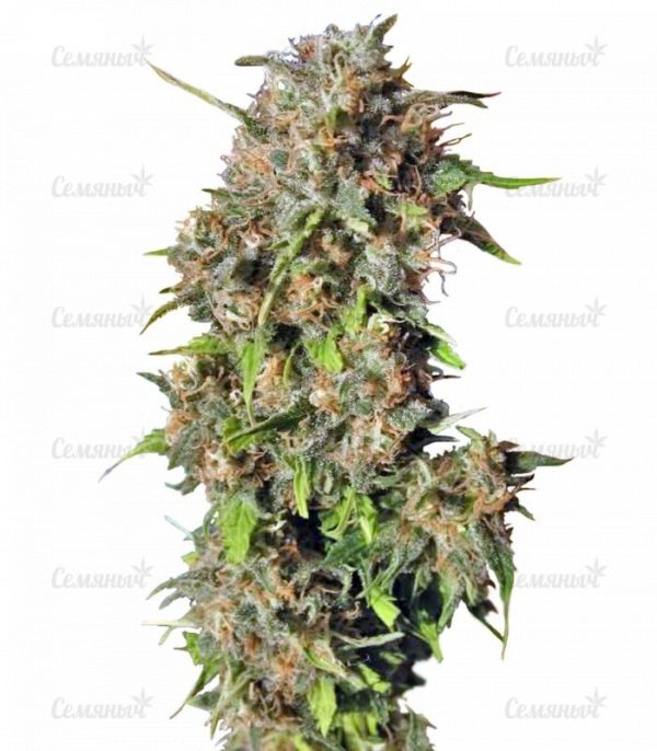 Семена сорта Anubis (Pyramid Seeds)