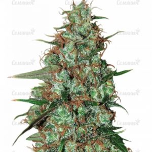Семена сорта Skunk 47 (World of Seeds)