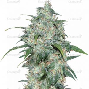 Семена сорта Delicious Candy (Delicious Seeds)