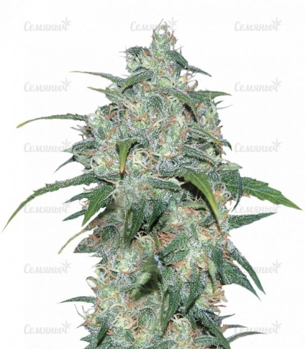 Семена сорта Delicious Candy (Delicious Seeds)
