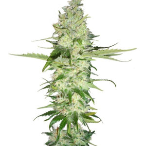 Семена сорта Wonder Woman regular (Nirvana Seeds)