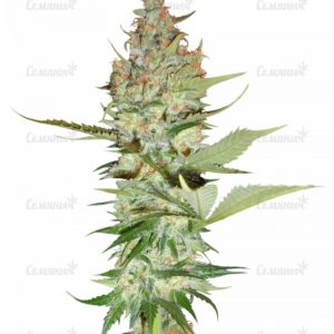 Семена сорта Pre-99 Big Bud