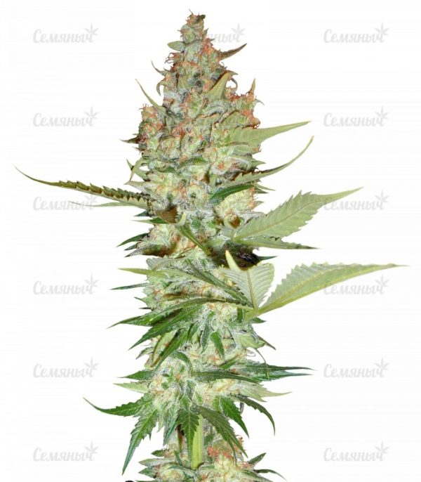 Семена сорта Pre-99 Big Bud