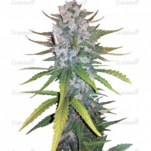 Семена сорта Kiss Dragon (Samsara Seeds)