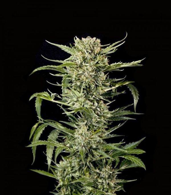 Семена сорта Shark (Pyramid Seeds) — изображение 5