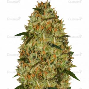 Семена сорта VIP Auto (VIP seeds)