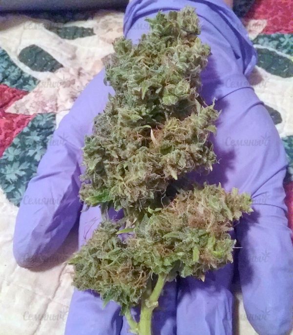 Семена сорта Kiss Dragon (Samsara Seeds) — изображение 5
