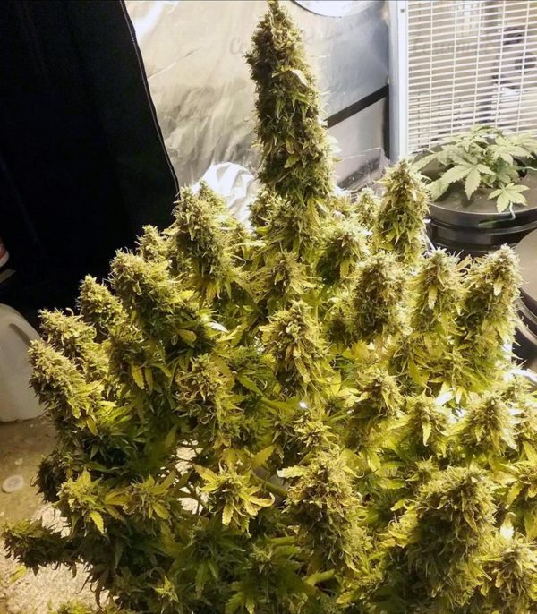 Семена сорта Kiss Dragon (Samsara Seeds) — изображение 6