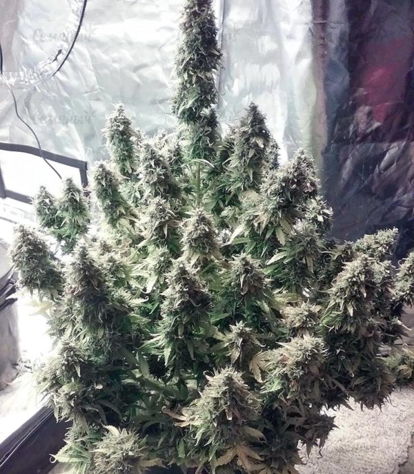 Семена сорта Kiss Dragon (Samsara Seeds) — изображение 7