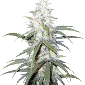 Семена сорта Sterling Haze reg (Nirvana Seeds)