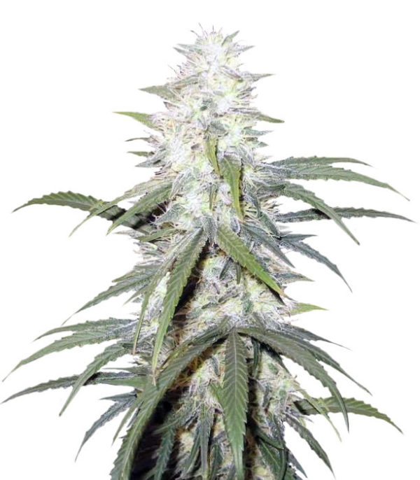 Семена сорта Sterling Haze reg (Nirvana Seeds)