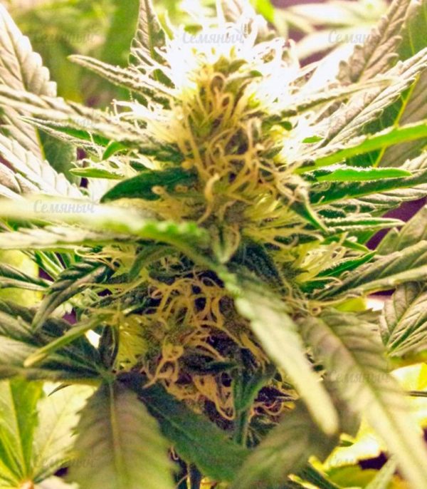 Семена сорта California Dream (Mandala Seeds) — изображение 5