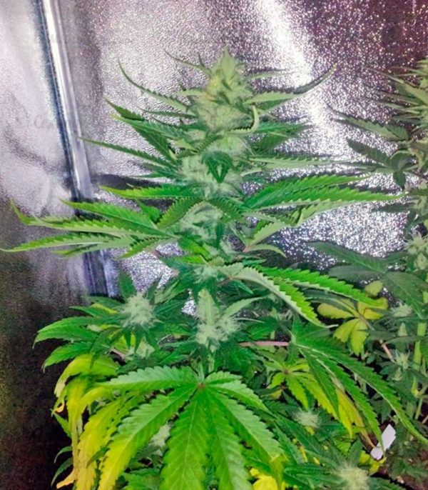 Семена сорта California Dream (Mandala Seeds) — изображение 6