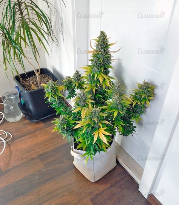 Семена сорта California Dream (Mandala Seeds) — изображение 7