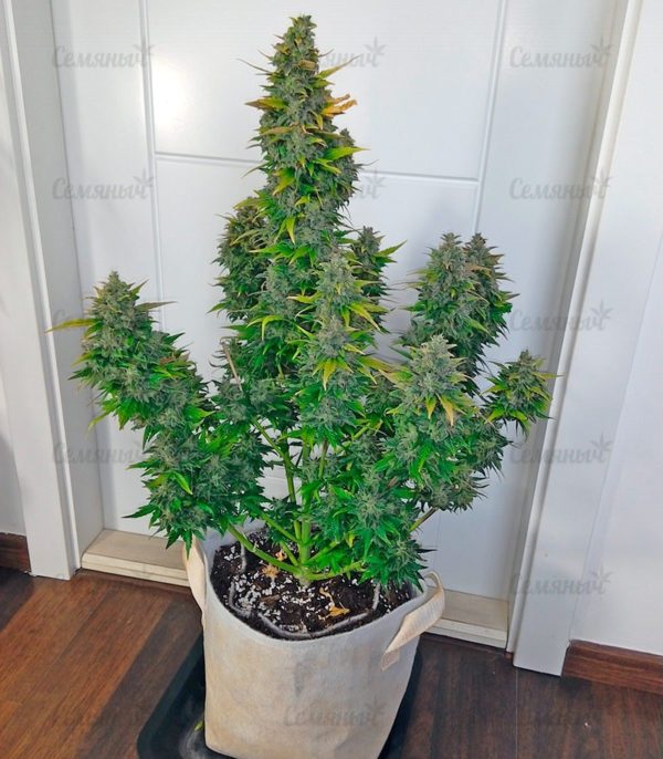 Семена сорта California Dream (Mandala Seeds) — изображение 8