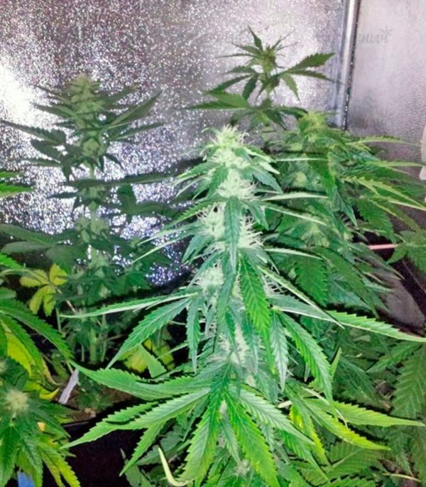 Семена сорта California Dream (Mandala Seeds) — изображение 9