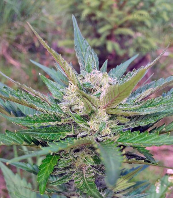 Семена сорта Fast & Vast auto (Heavyweight Seeds) — изображение 4