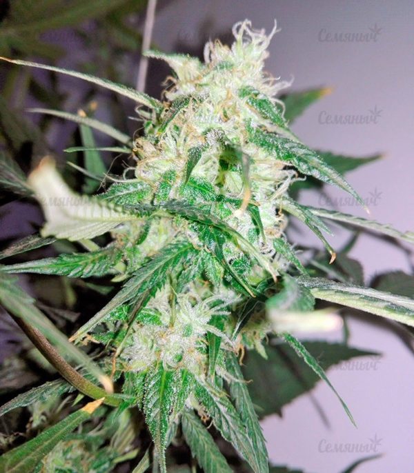 Семена сорта Fast & Vast auto (Heavyweight Seeds) — изображение 5
