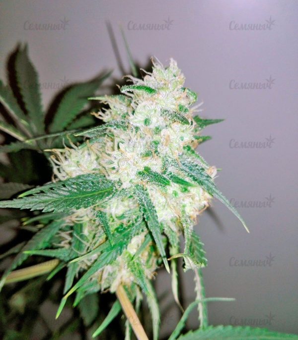 Семена сорта Fast & Vast auto (Heavyweight Seeds) — изображение 6