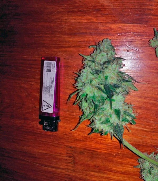 Семена сорта Fast & Vast auto (Heavyweight Seeds) — изображение 7