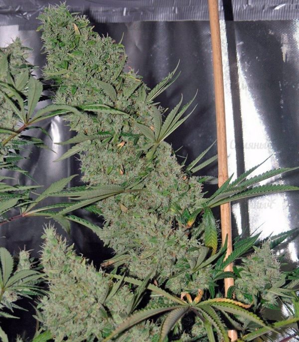 Семена сорта Watermelon Zkittlez fem (Pyramid Seeds) — изображение 5