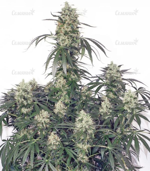 Семена сорта Watermelon Zkittlez fem (Pyramid Seeds) — изображение 6