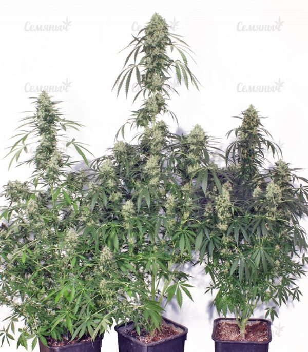 Семена сорта Watermelon Zkittlez fem (Pyramid Seeds) — изображение 7