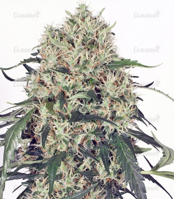 Семена сорта Watermelon Zkittlez fem (Pyramid Seeds) — изображение 8