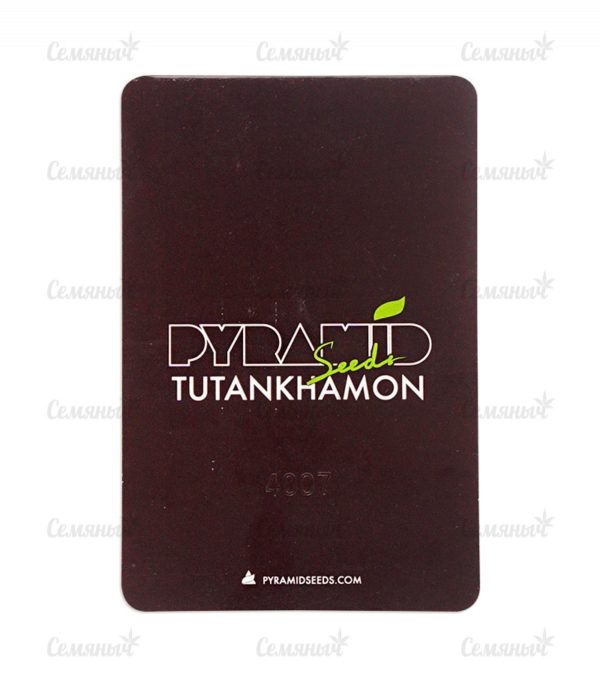 Семена сорта Tutankhamon (Pyramid Seeds) — изображение 4