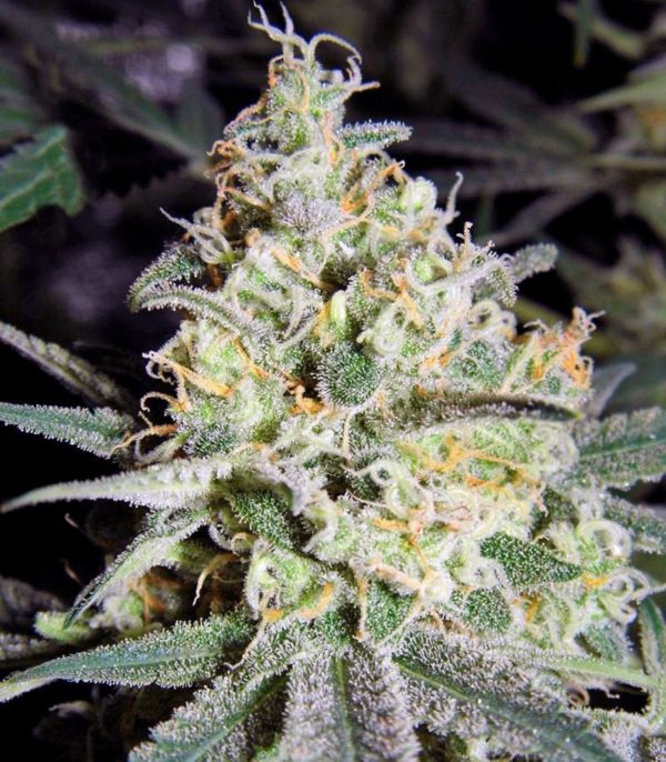 Семена сорта Nebula (Paradise Seeds) — изображение 4