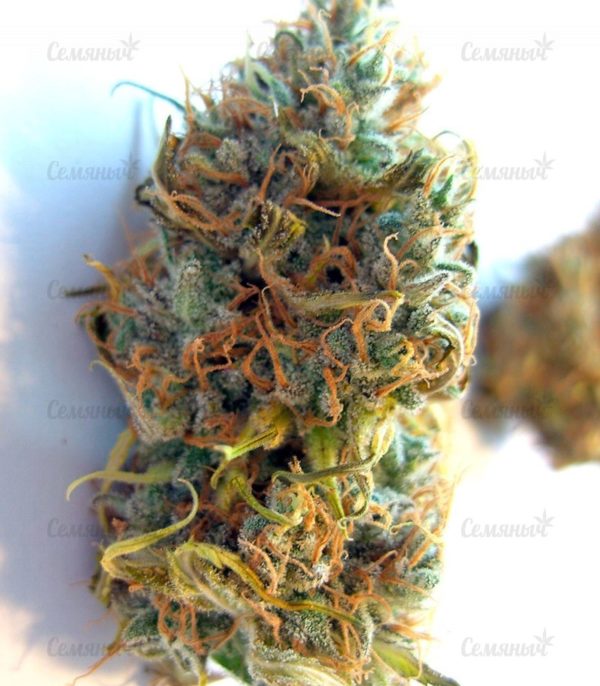 Семена сорта Nebula (Paradise Seeds) — изображение 5