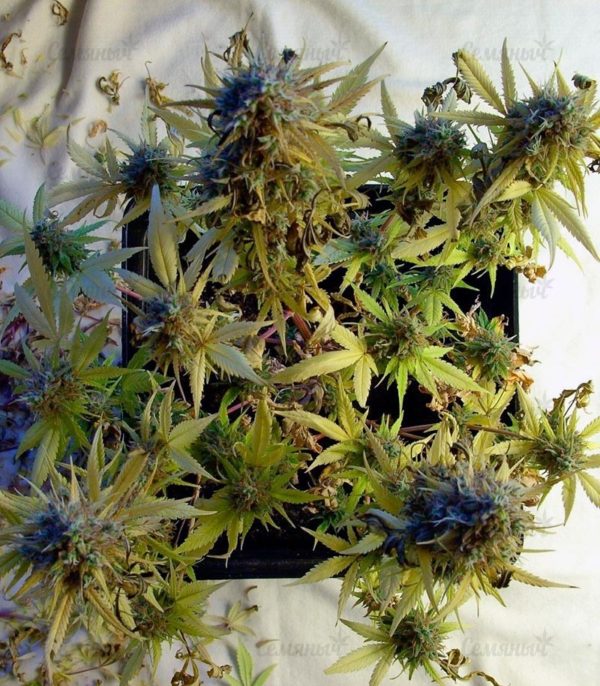 Семена сорта Nebula (Paradise Seeds) — изображение 6