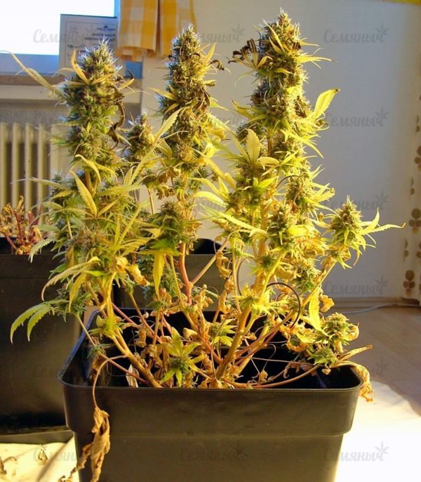 Семена сорта Nebula (Paradise Seeds) — изображение 7