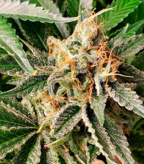 Big Devil #2 Auto fem (Sweet Seeds) — изображение 5