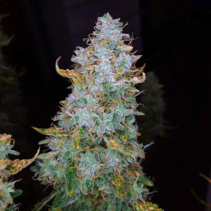 Auto Night Queen fem