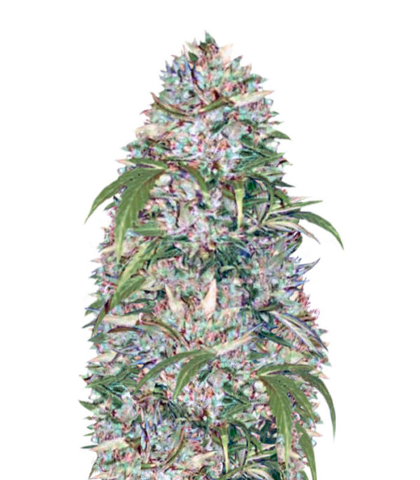 Auto Big Angel fem (Victory Seeds)