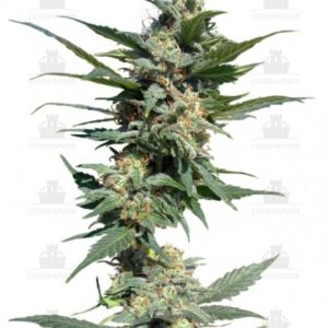 Big Devil #2 Auto fem (Sweet Seeds)