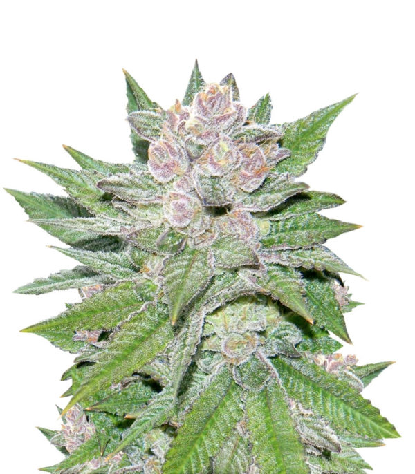 Blueberry Cheesecake fem (Female Seeds)