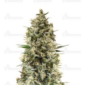 Chocobang fem (Delicious Seeds) семена конопли
