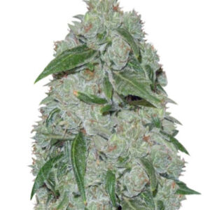 Chronic Ryder auto fem