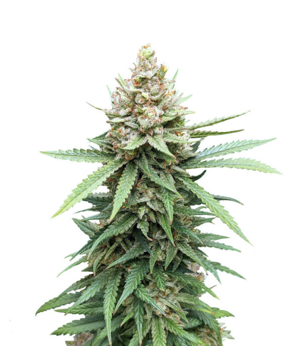 Descojack fem (Delicious Seeds)