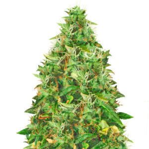 Doctor’s Choiсe #1 auto fem