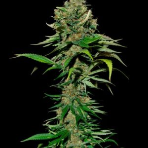 Excalibur fem (Eva Seeds)