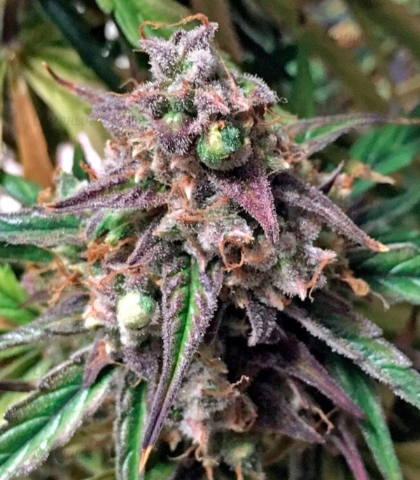 Семена сорта Ayahuasca Purple (Barney's Farm) — изображение 4
