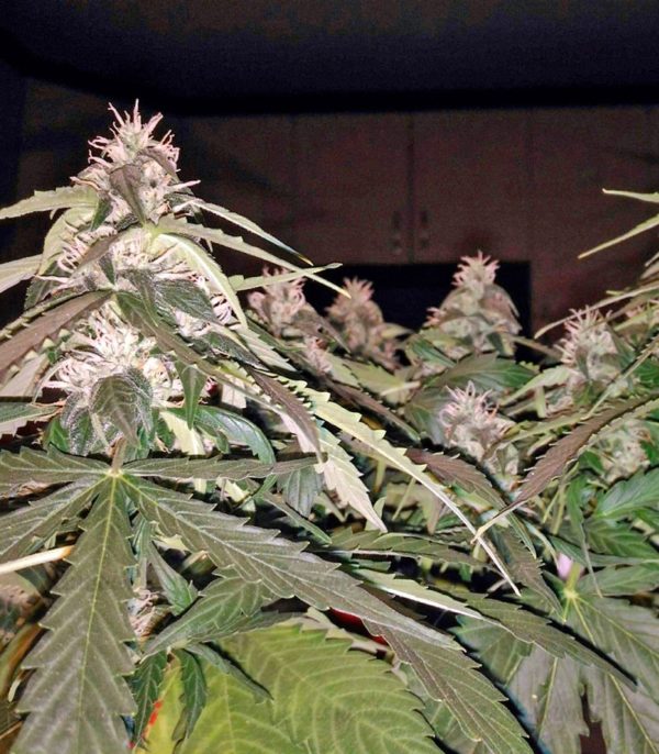 Семена сорта Ayahuasca Purple (Barney's Farm) — изображение 5