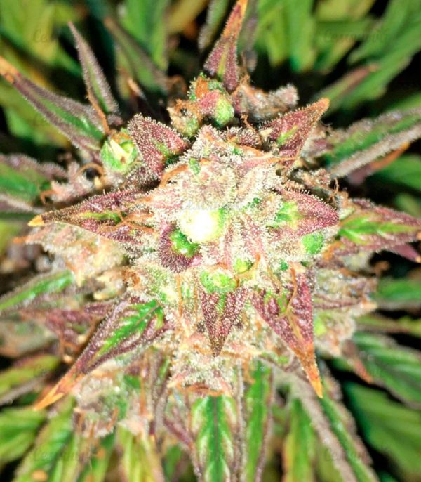 Семена сорта Ayahuasca Purple (Barney's Farm) — изображение 6